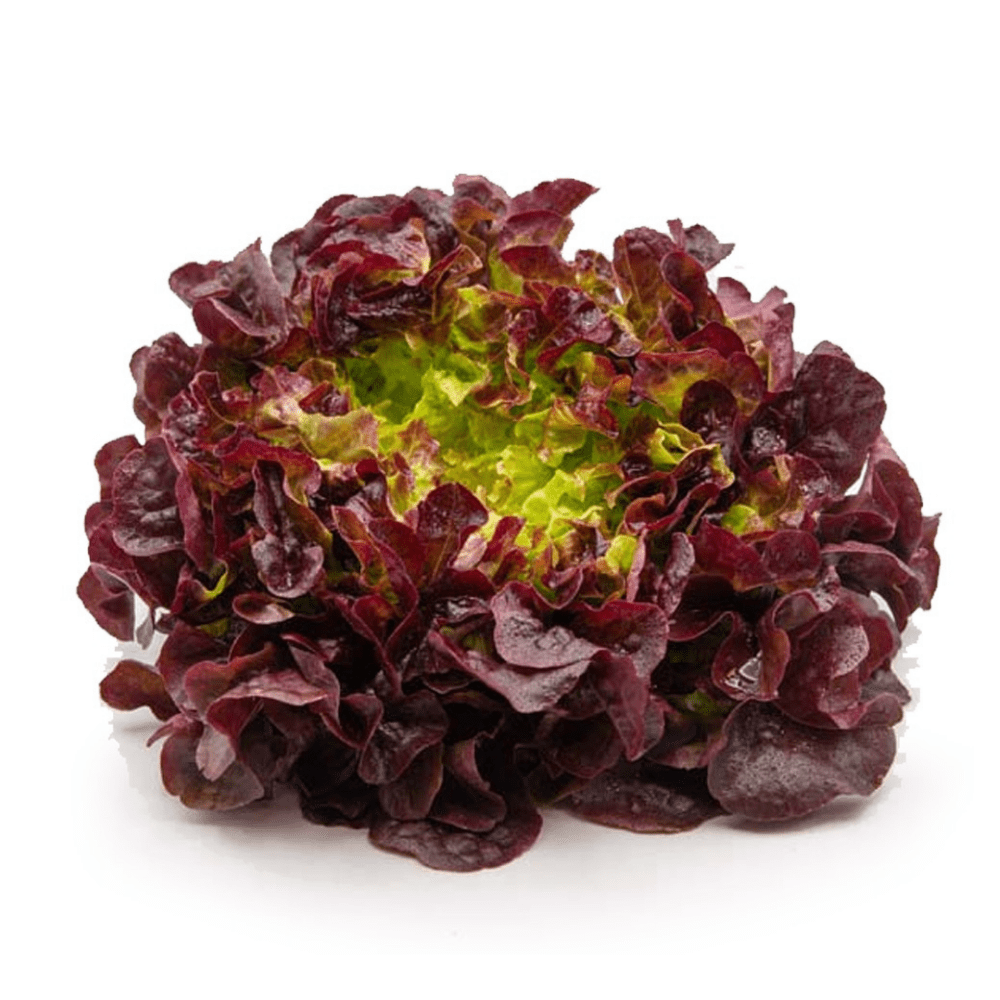 ▢ Feuille de ch. rouge