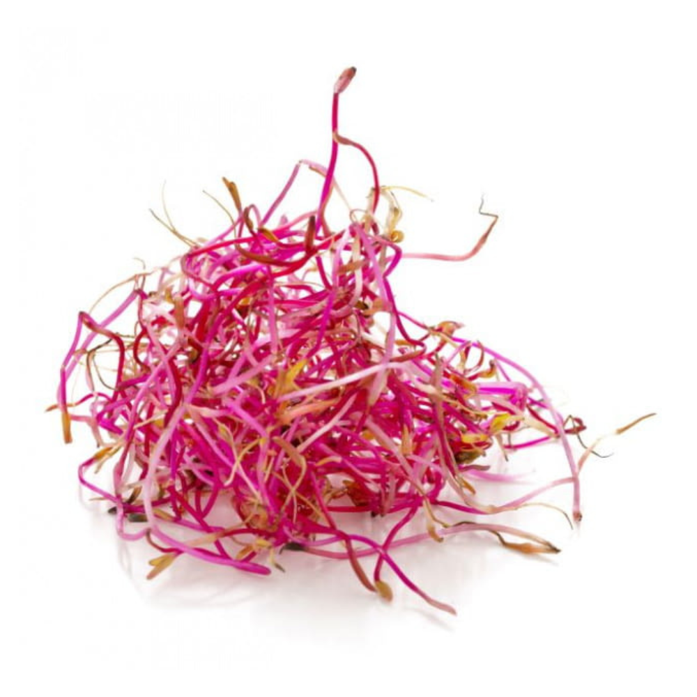 Germe de betteraves
